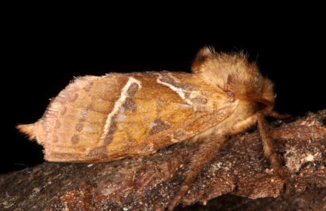 Triodia sylvina - Copyright Denis Bourgeois